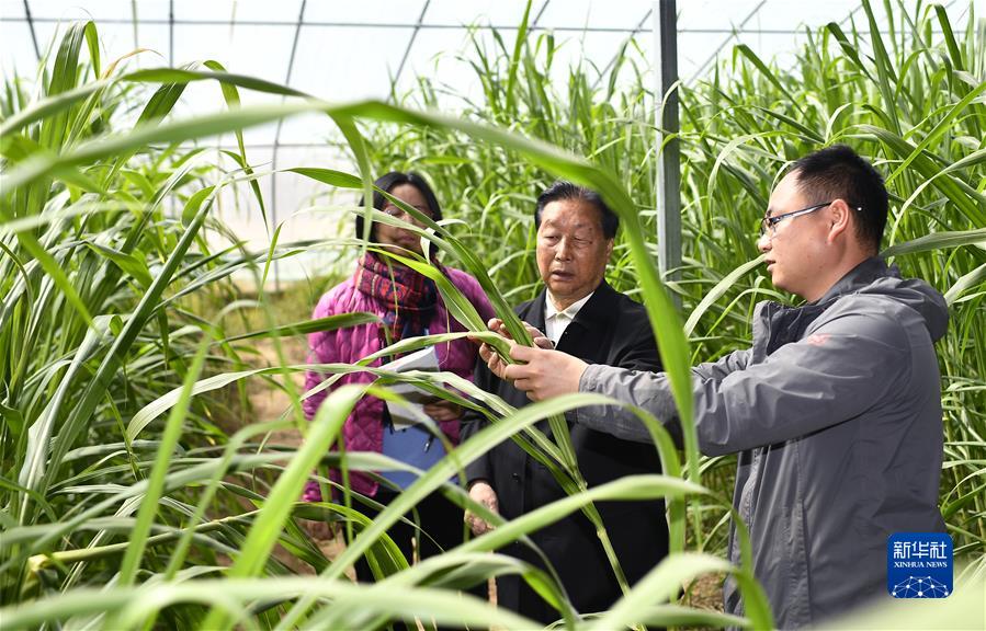 林占熺（中）在宁夏银川市永宁县闽宁镇农户刘昌富的大棚里查看菌草生长情况（2021年3月29日摄）。